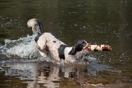 An adorable Springer Spaniel dog swimming in the lake with a stick in its mouth