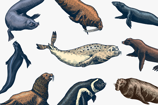 Fur seal, steller sea lion and walrus, ribbon and elephant, earless and harbor seal. Marine creatures, nautical animal or pinnipeds. Vintage retro signs. Doodle style. Hand drawn engraved