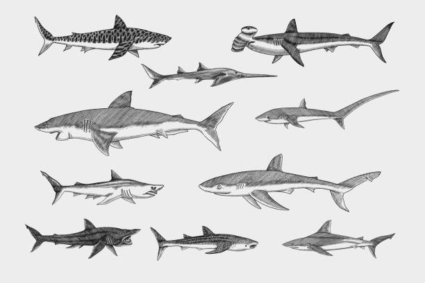 1,900+ Blue Killer Whale Stock Illustrations, Royalty-Free Vector