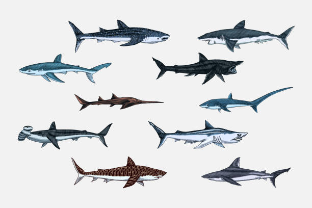 istock Sharks set.Great white shark, Sixgill sawshark. Basking Sand Tiger Hammerhead Thresher Atlantic Bull Mackerel Whale Blue sharks. Marine fish. Sea life. Hand drawn vintage sketch for logo or t-shirt. 1680125073