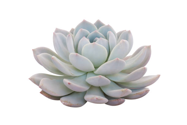 istock Echeveria Succulent Plant Isolated on White Background with Clipping Path 1680125600