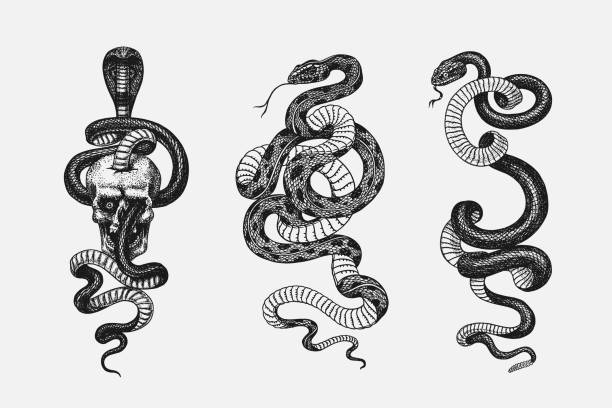 Pythonidae or python. Boinae or boas or boids. Nonvenomous snake Reptilia illustration. Engraved hand drawn in old sketch, vintage style for sticker and tattoo. Vector illustration