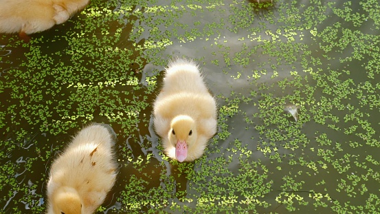 Young ducklings, with their fluffy yellow feathers, swim in a pond. The adorable ducklings are in the process of learning how to swim and find food.