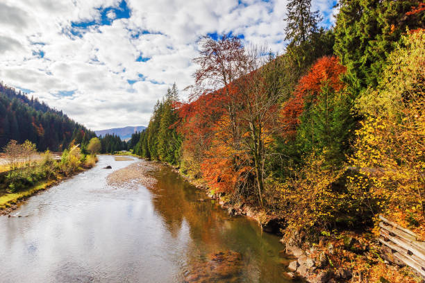 istock trees on the shore of a mountain river 1680149540