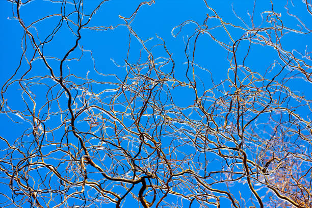 istock Frozen in the ice willow tree branches against blue sky. Frozen tree branch in winter. 1680155464