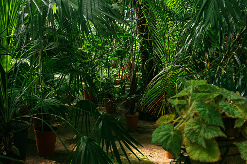 interior of a large greenhouse with palm trees and other tropical plants