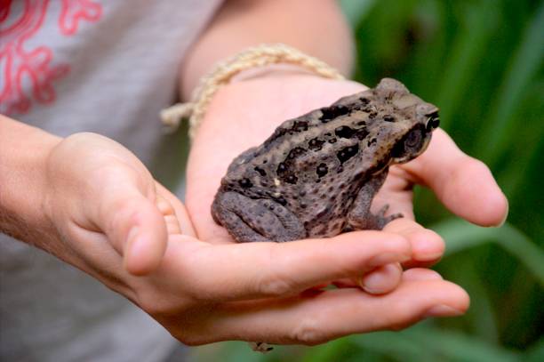 istock Common coqui - Eleutherodactylus coqui Frog 1680165792