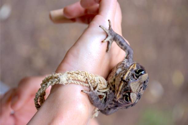 istock Common coqui - Eleutherodactylus coqui Frog 1680165813