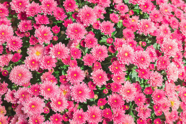 istock Pink flower garden background 1680182126