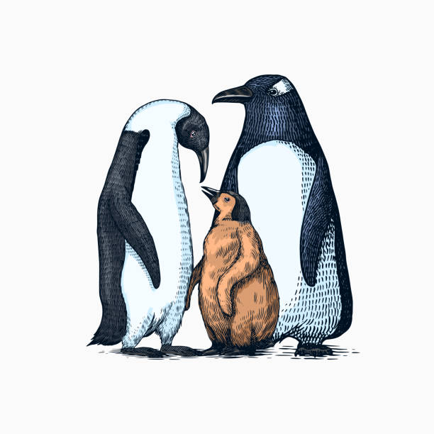 デッサン皇帝ペンギンの雛イラスト彫刻 - コウテイペンギンのベクター