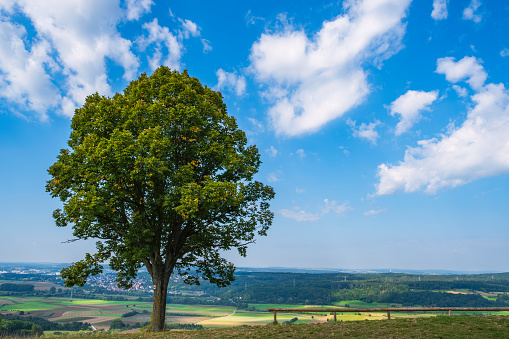 A free-standing tree on the way up to Ehrenbürg, also called Walberla, near Kirchehrenbach/Germany in Franconian Switzerland
