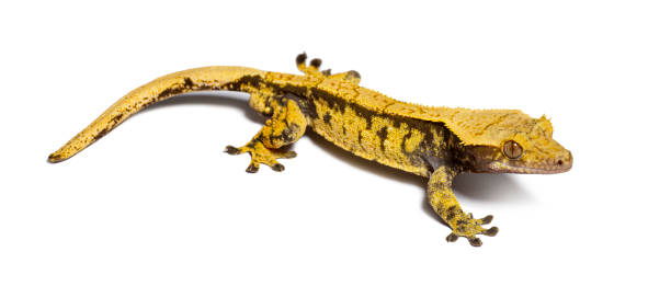 istock Crested gecko, Correlophus ciliatus, isolated on white 1680205847