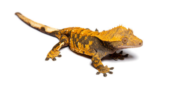istock Crested gecko, Correlophus ciliatus, isolated on white 1680205973