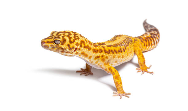 istock Side view of Leopard gecko, Eublepharis macularius, isolated on white 1680206344