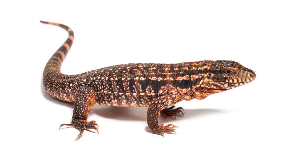 istock Side view of a Red tegu ,Salvator rufescens, isolated on white 1680206416