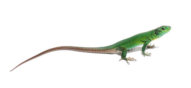 istock Green Timon pater specie of Wall lizard, isolated on white 1680206417
