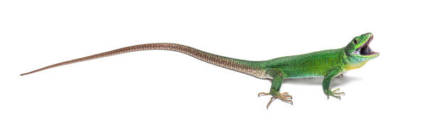 istock Green Timon pater specie of Wall lizard, isolated on white 1680206950