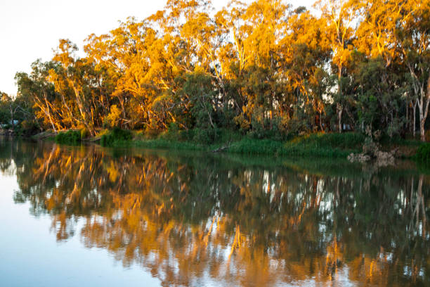 istock River Redgums in reflection at Koondrook Vic 1680206980