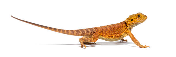 istock pogona, Pogona vitticeps, standing in front, isolated on white 1680206987