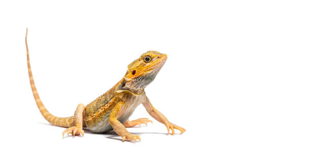 istock pogona, Pogona vitticeps, standing in front, isolated on white 1680207269
