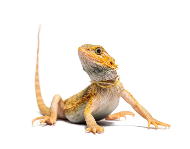 istock pogona, Pogona vitticeps, standing in front, isolated on white 1680207503