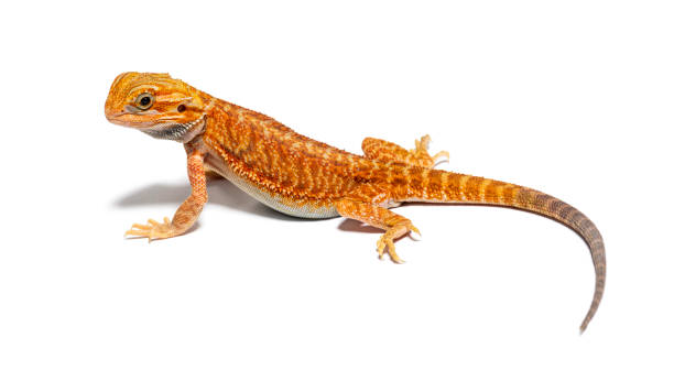 istock pogona, Pogona vitticeps, standing in front, isolated on white 1680207521