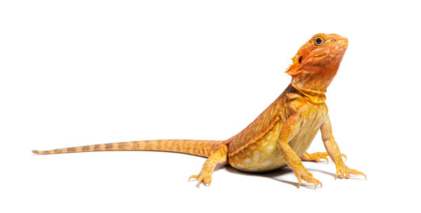 istock pogona, Pogona vitticeps, standing in front, isolated on white 1680207524