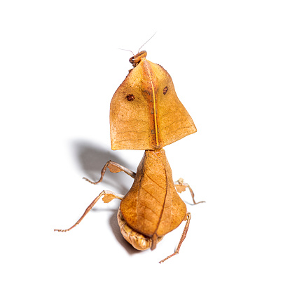 Back view showing eyespots of a Female dead leaf mantis deroplatys truncata, isolated on white