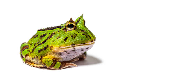 istock Argentine horned frog, Ceratophrys ornata, isolated on white 1680208083