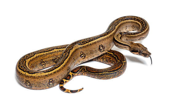 istock Black stripe boa constrictor sticking the tongue out, isolated on white 1680210310