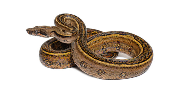 istock Black stripe boa constrictor sticking the tongue out, isolated on white 1680210320