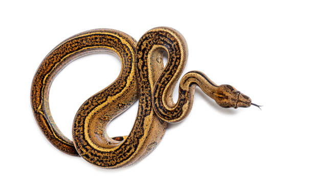istock Black stripe boa constrictor sticking the tongue out, isolated on white 1680210328