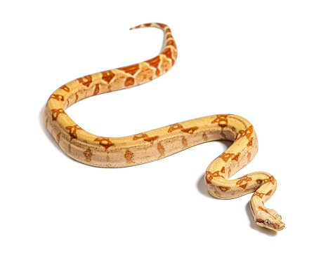 Stock photo showing orange house wall being scaled by a large Indian python (Python molurus) which is also know as the Asian rock python, black-tailed python or Indian rock python.