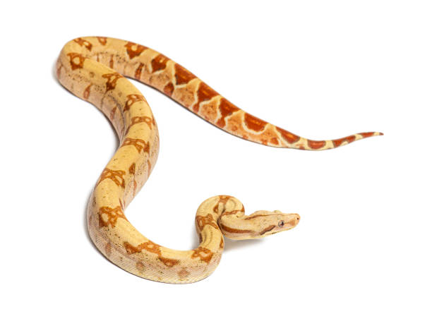 istock VPI sunglow het Anery Boa constrictor, isolated on white 1680210618