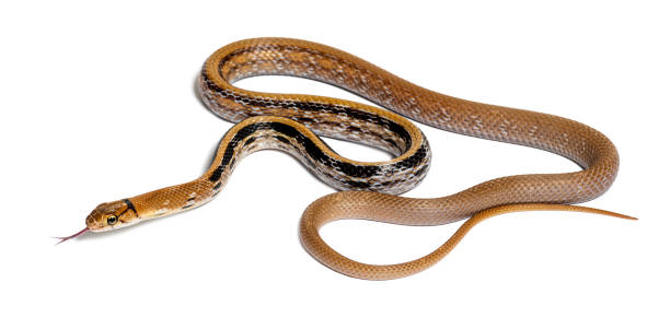 istock Copperhead rat snake tongue out, Coelognathus radiatus, isolated on white 1680210856