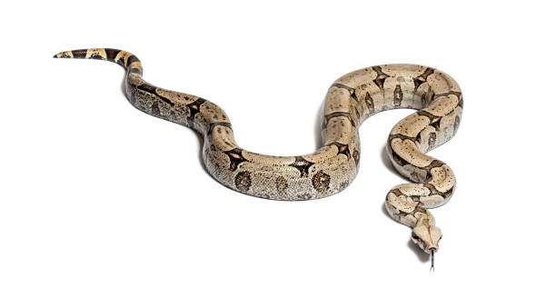 istock Boa constricteur sniffing with tongue out, isolated on white 1680210873