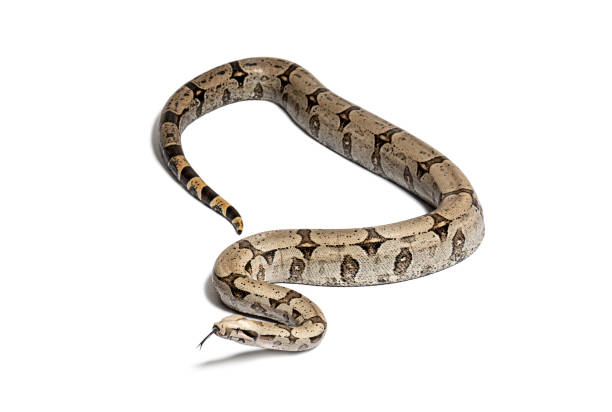 istock Boa constricteur sniffing with tongue out, isolated on white 1680210876