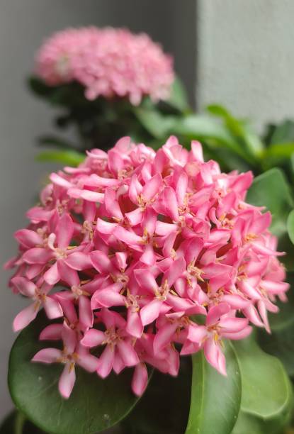 istock Beautiful Pink Flowers Photography 1680211393
