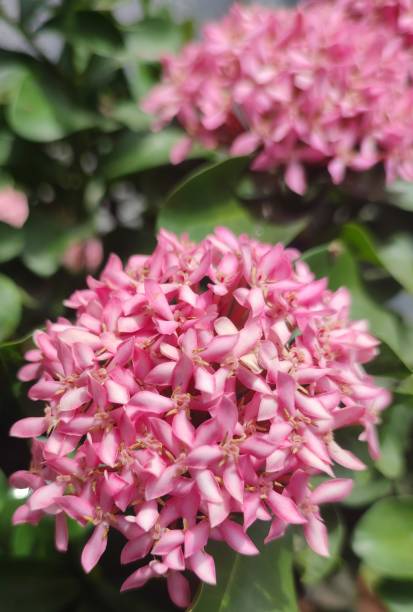 istock Beautiful Pink Flowers Photography 1680211396