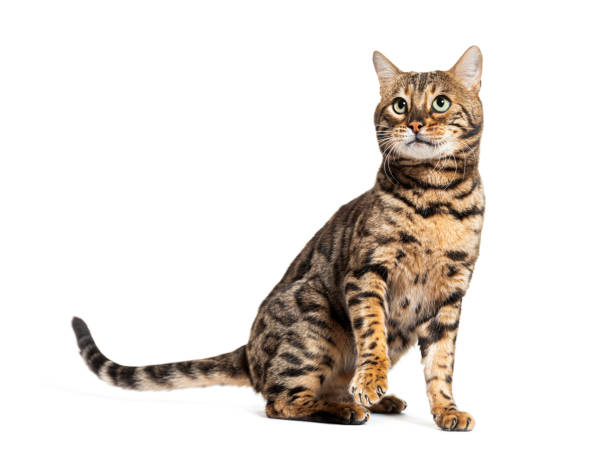 istock Bengal cat sitting and pawing up, looking up, isolated on white 1680211399