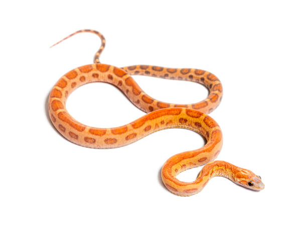 istock pantherophis guttatus scaleless, isolated on white 1680211401