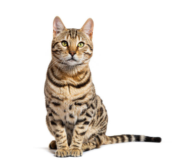istock Side view of a Bengal cat sitting and looking up, isolated on white 1680211421