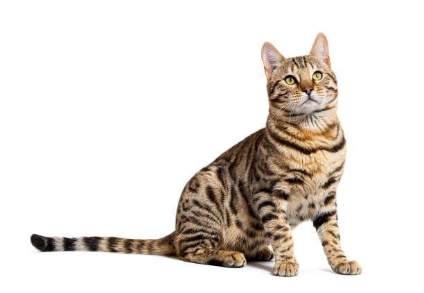 istock Side view of a Bengal cat sitting and looking up, isolated on white 1680211424