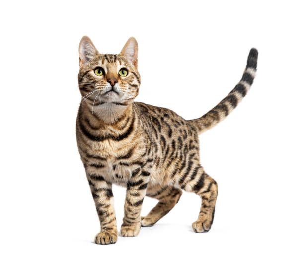 istock Bengal cat marking the stop and looking away, isolated on white 1680211738