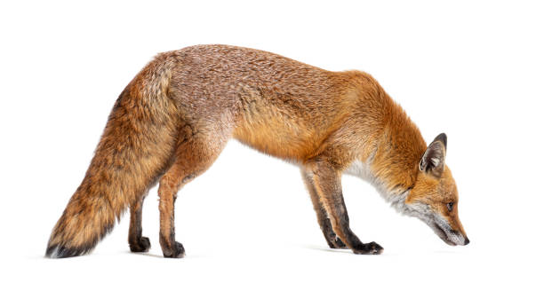 istock Side view of a Red fox looking down and sniffing the ground, two years old, isolated on white 1680212492