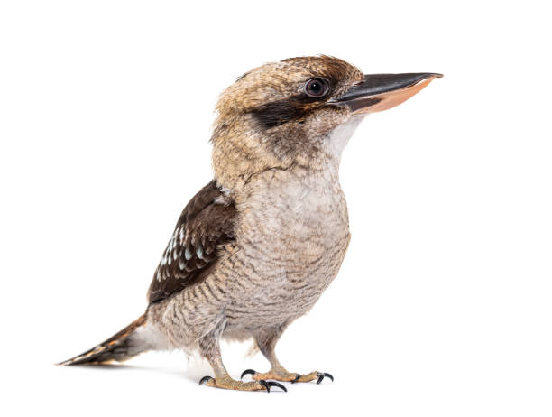 istock Kingfisher Laughing kookaburra, Dacelo novaeguineae, isolated on white 1680212496