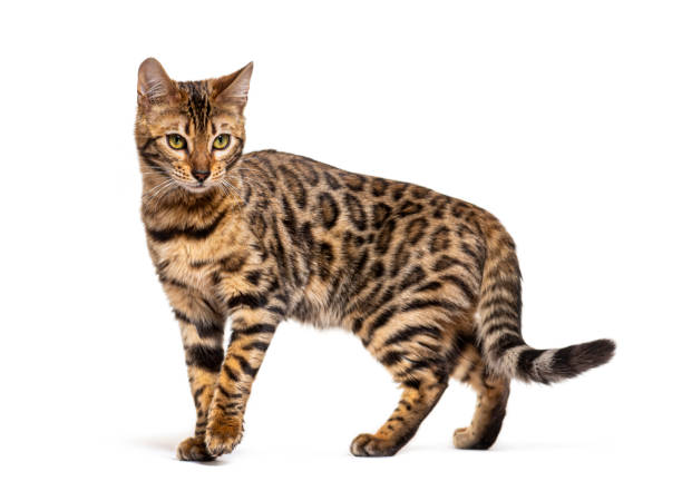 istock Bengal cat marking the stop and looking away, isolated on white 1680212505