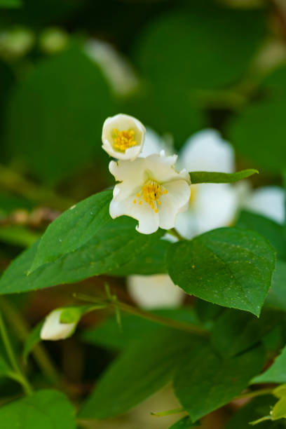 istock Flower of Eomecon chionantha. it's common names include snow-poppy and dawn-poppy. It is native to China. 1680215831