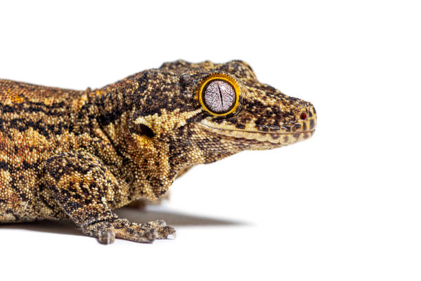 istock Close-up on a New Caledonia bumpy gecko head, Rhacodactylus auriculatus 1680219116