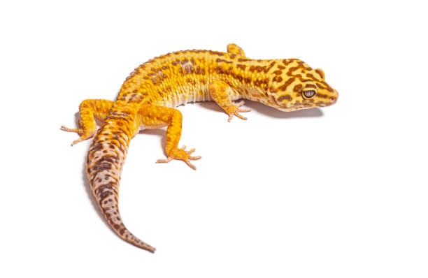 istock Side and dorsal view of Leopard gecko, Eublepharis macularius, isolated on white 1680219638